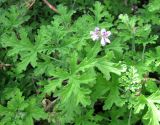 Pelargonium graveolens. Цветки и листья. Монако, Монако-Вилль, сады Сен-Мартен. 19.06.2012.