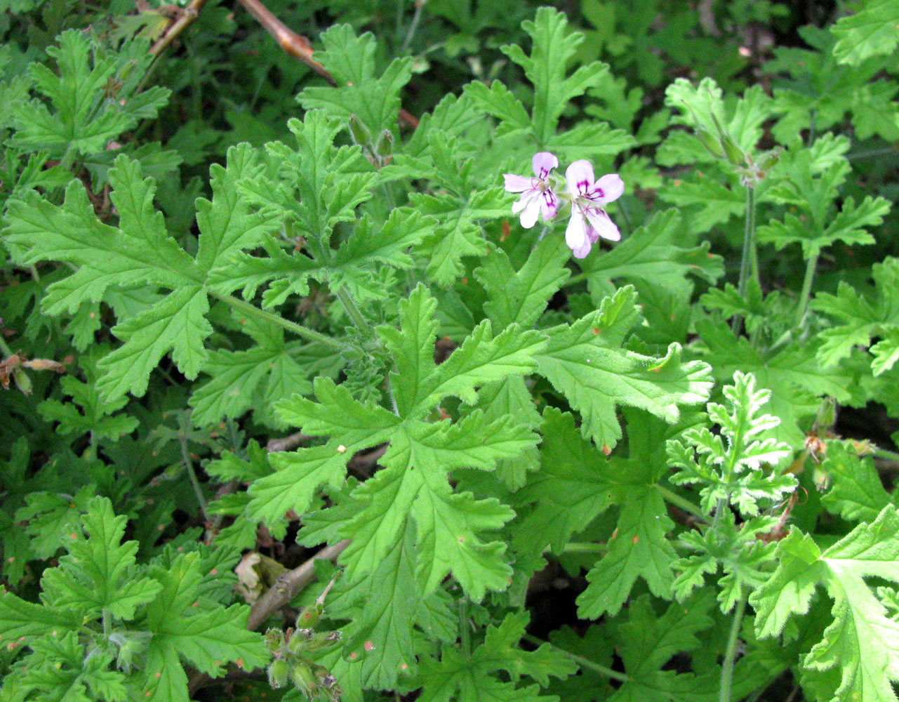 Изображение особи Pelargonium graveolens.