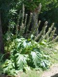 Acanthus mollis. Цветущее растение. Италия, Помпеи. 17.06.2010.