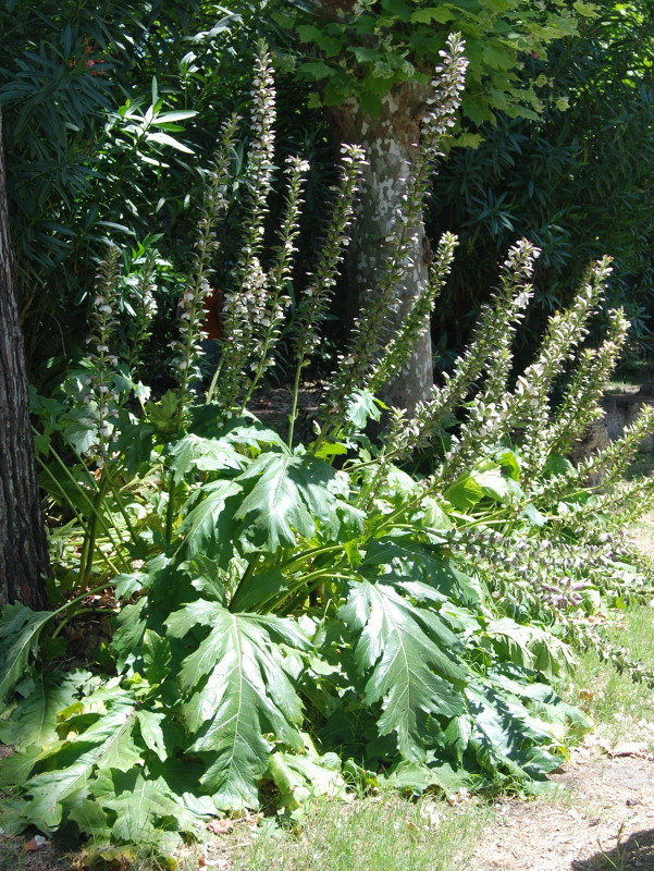 Image of Acanthus mollis specimen.