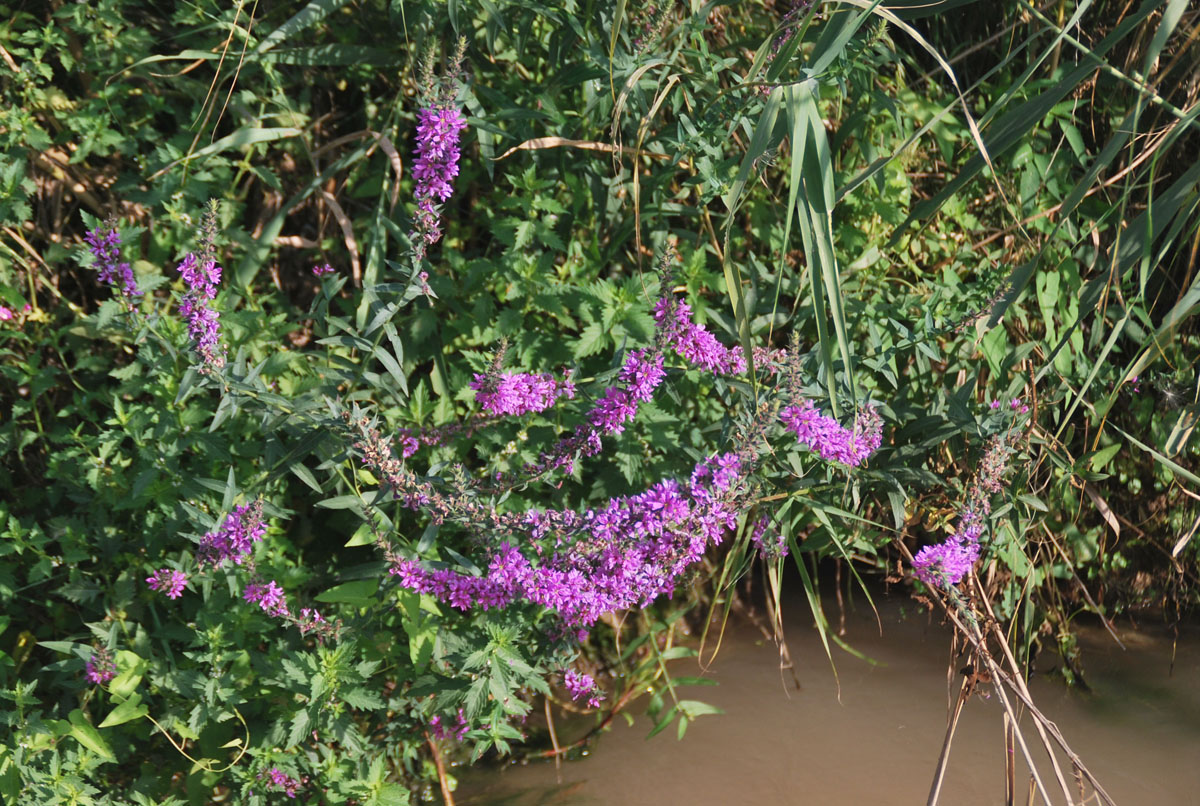 Изображение особи Lythrum salicaria.