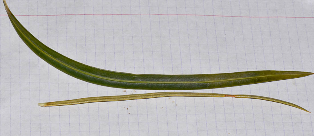 Image of genus Cycas specimen.
