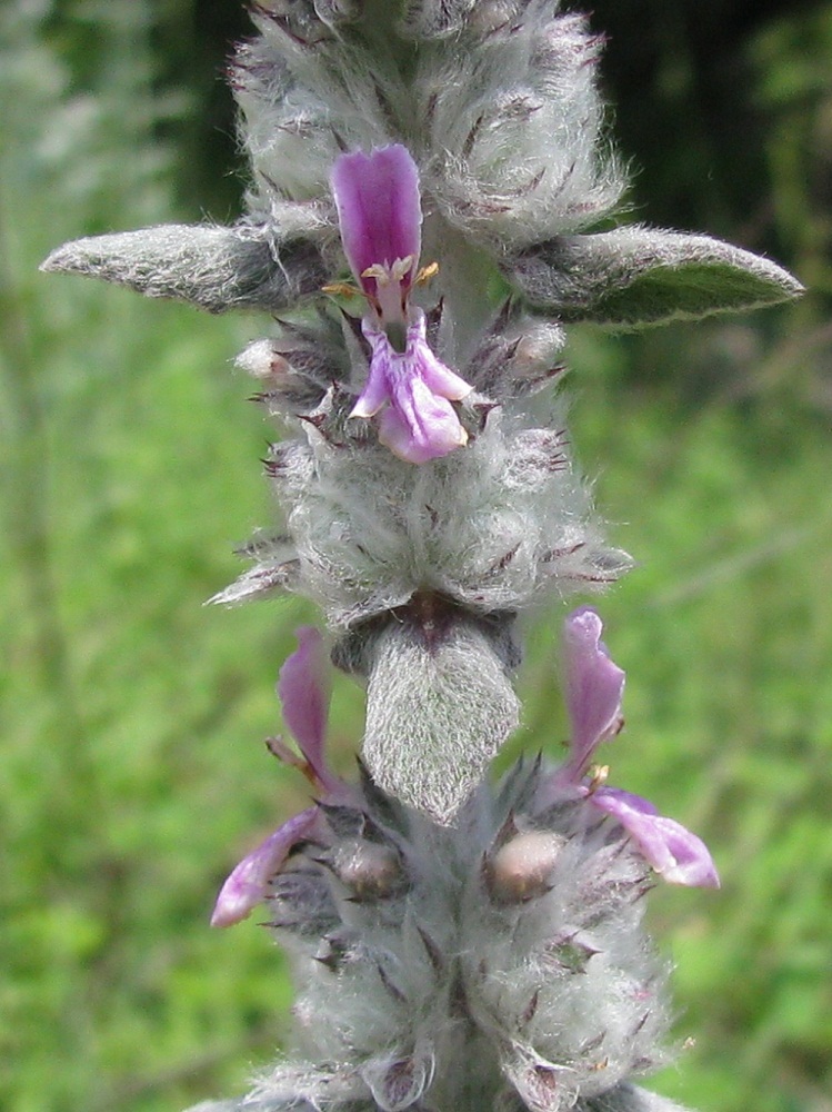 Изображение особи Stachys cretica.