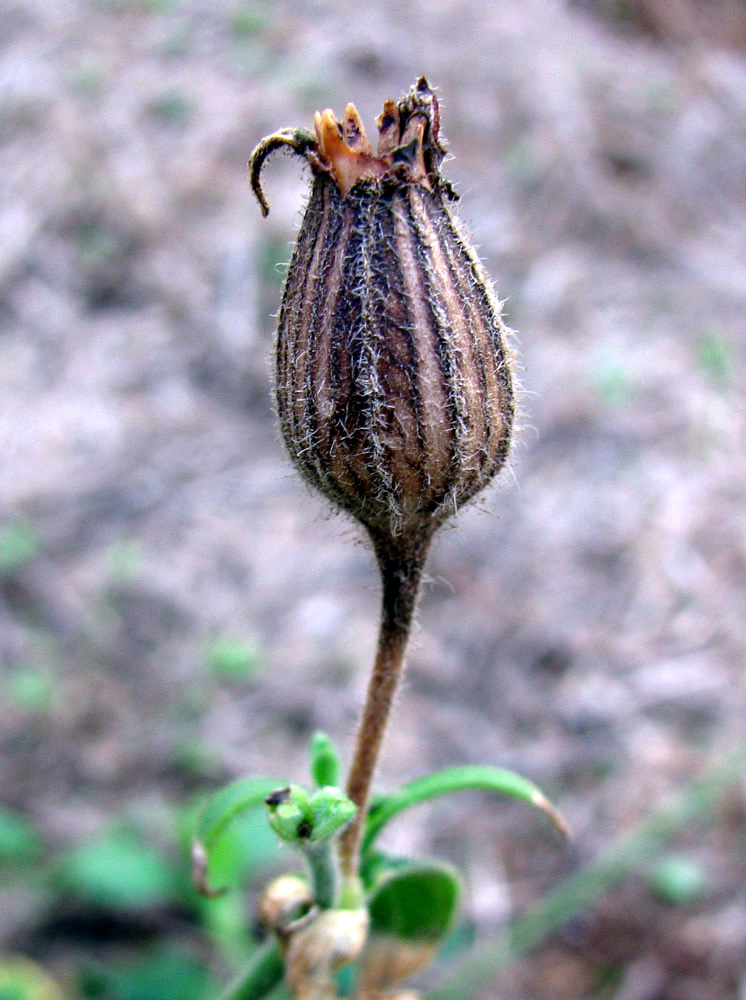 Image of Melandrium album specimen.