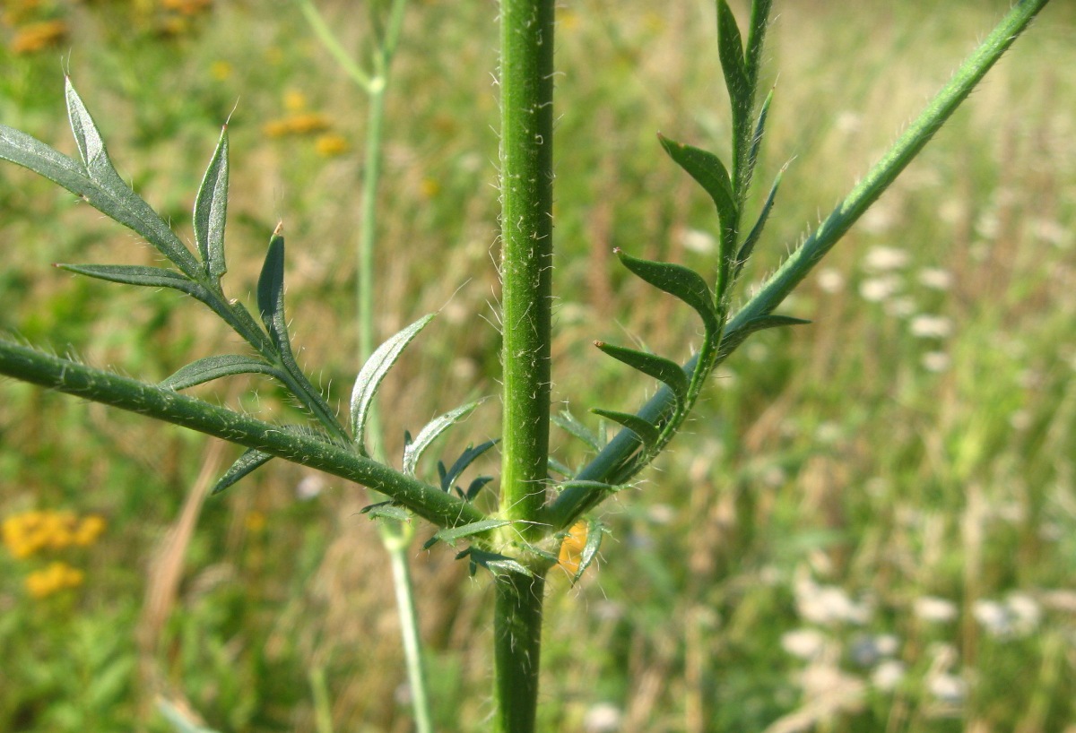 Image of Cephalaria transsylvanica specimen.