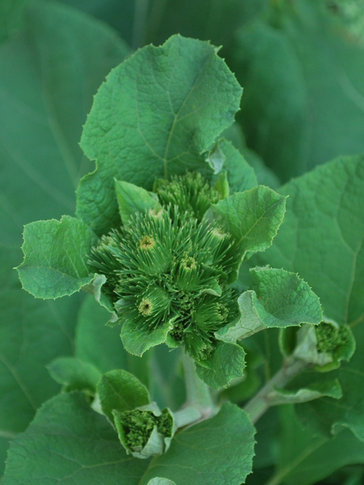 Изображение особи Arctium leiospermum.