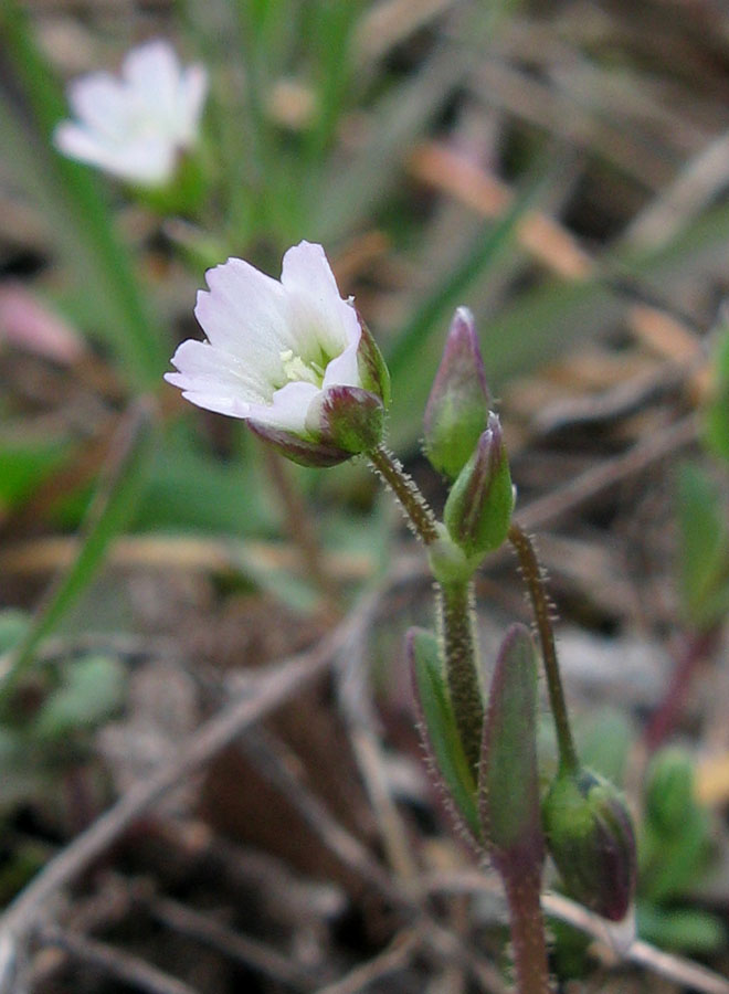 Изображение особи Holosteum umbellatum.