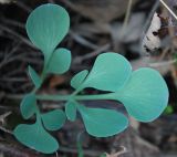 Corydalis sewerzowii