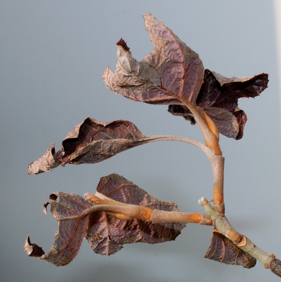 Изображение особи Hydrangea quercifolia.