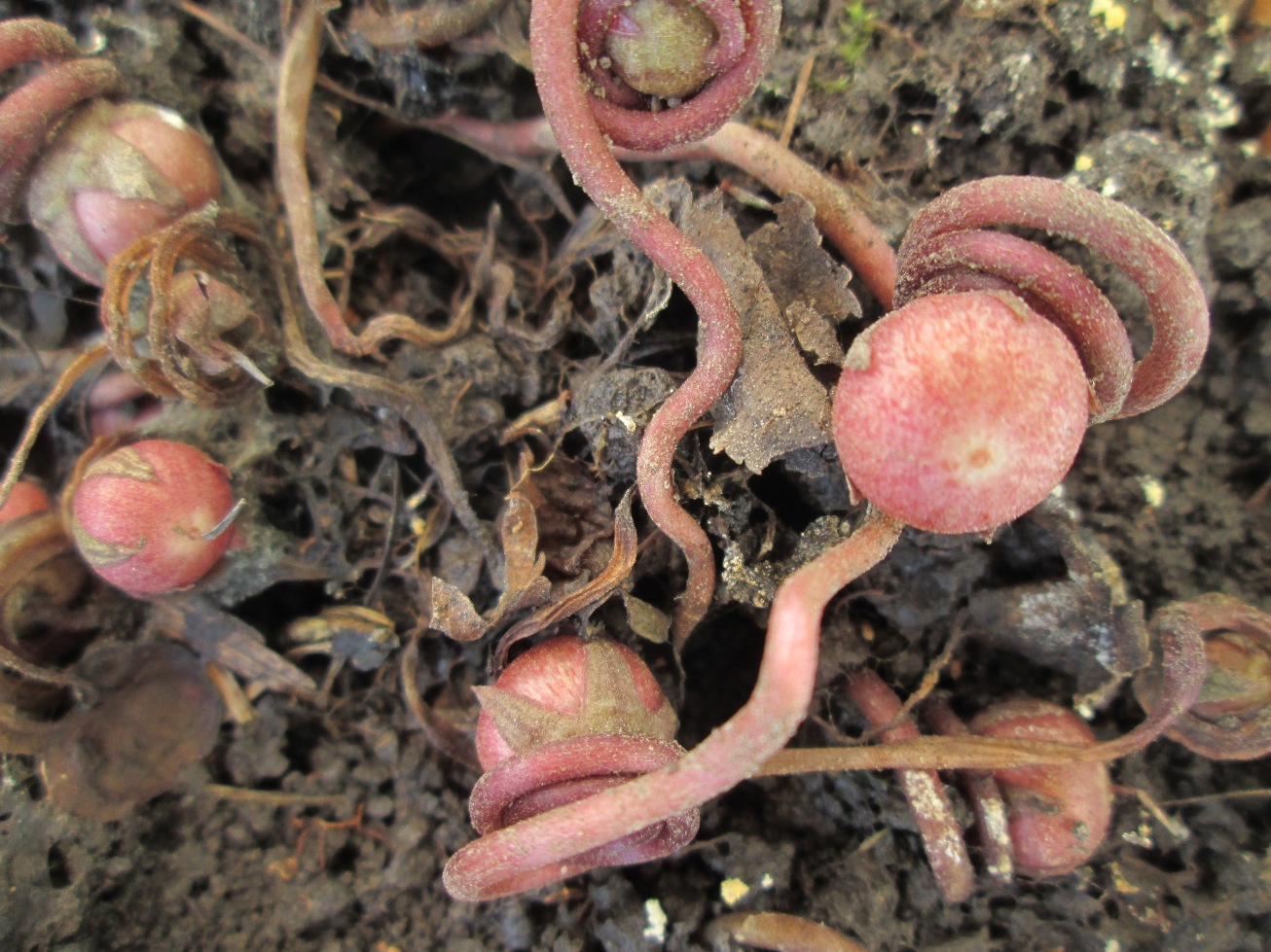 Image of Cyclamen coum specimen.