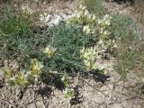 Astragalus glaucus