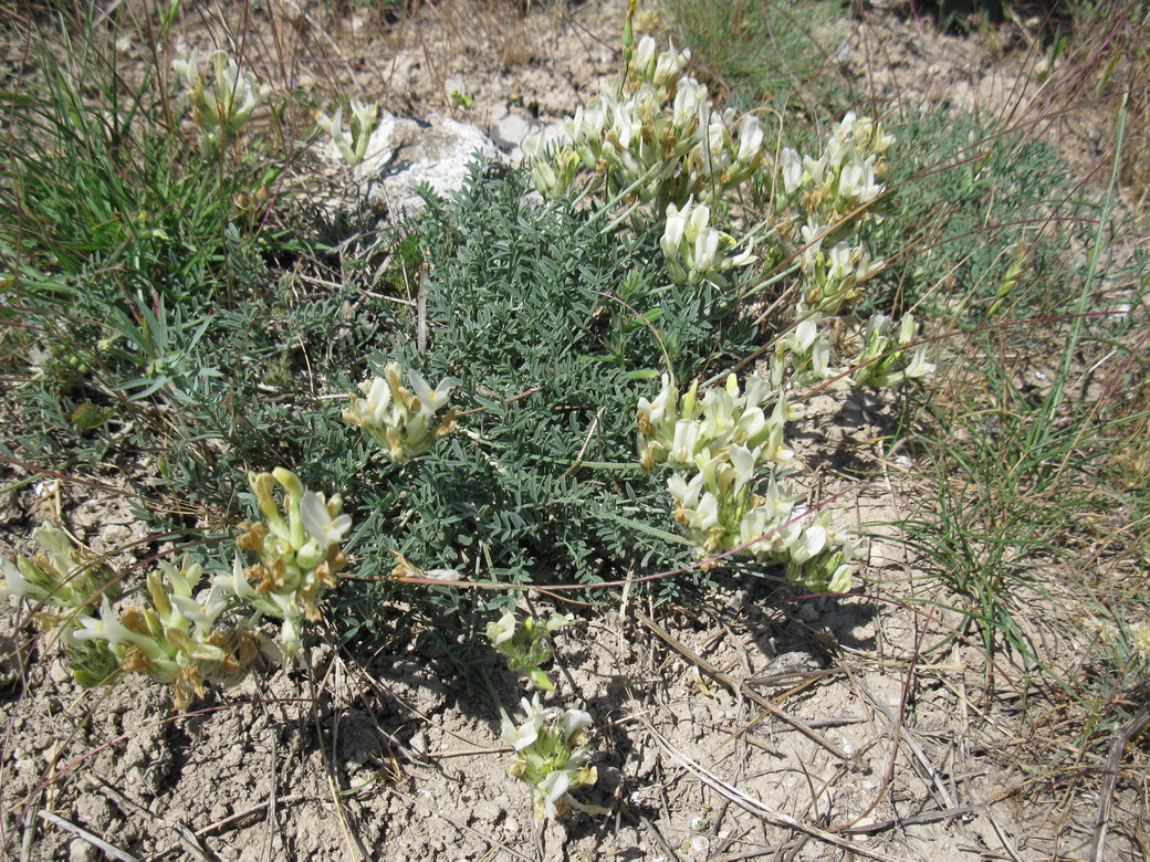 Изображение особи Astragalus glaucus.