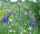 Salvia nutans. Часть соцветия. Украина, г. Запорожье, балка возле пос. Солнечный. 02.06.2013.