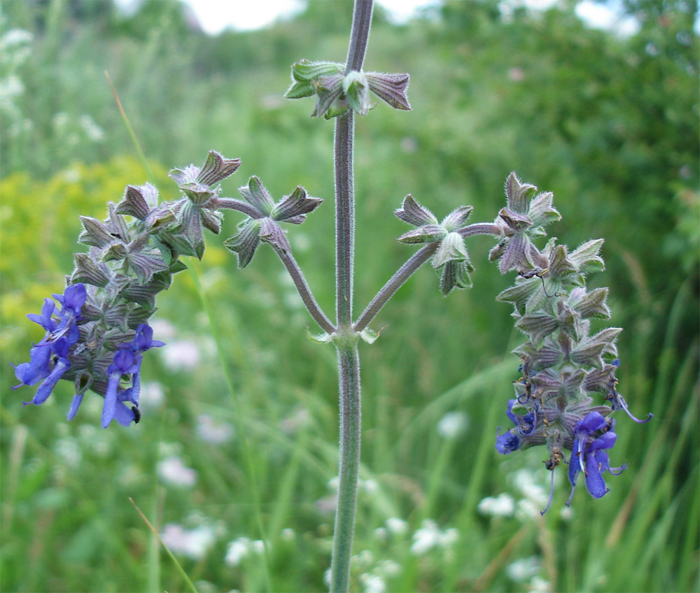 Изображение особи Salvia nutans.