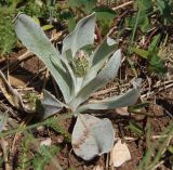 Centaurea fuscomarginata. Растение с нераспустившимся соцветием. Крым, Ялтинский горно-лесной природный заповедник, Ай-Петри. 23.05.2013.