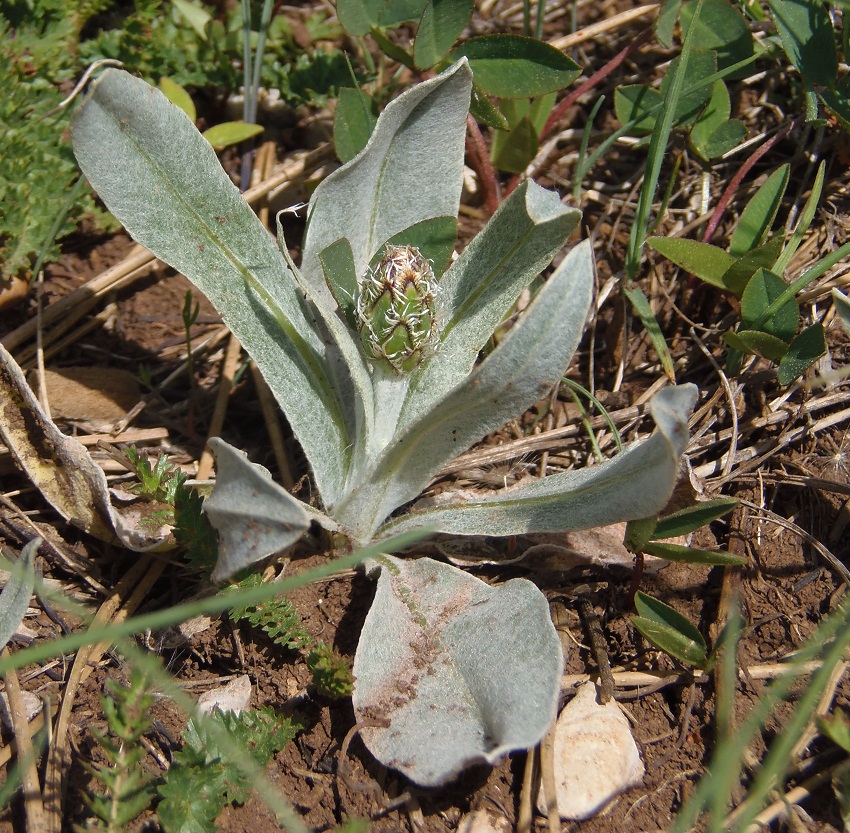 Image of Centaurea fuscomarginata specimen.