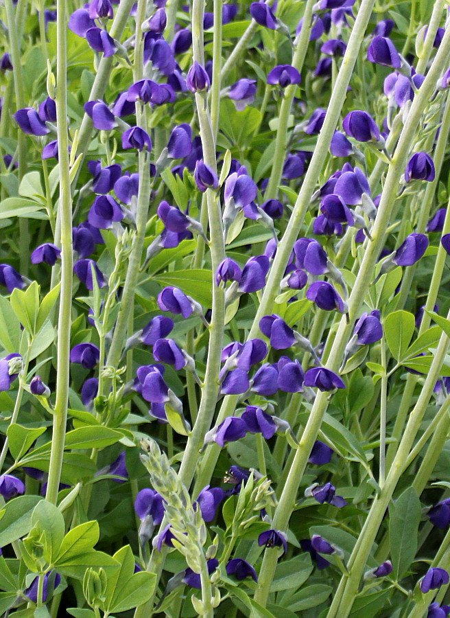 Image of Baptisia australis specimen.