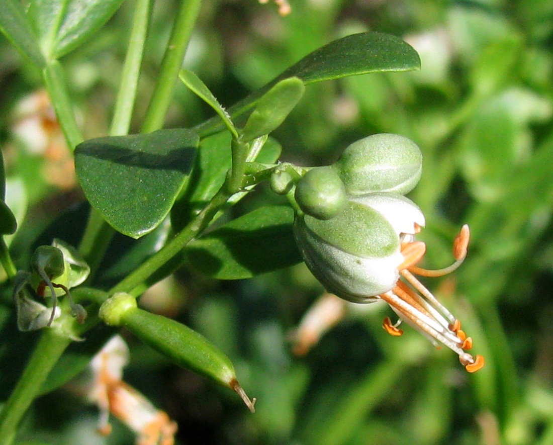 Изображение особи Zygophyllum fabago.