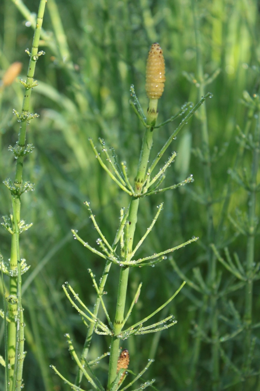 Image of Equisetum fluviatile specimen.