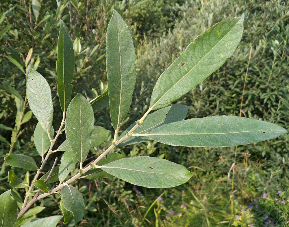 Image of Salix cinerea specimen.