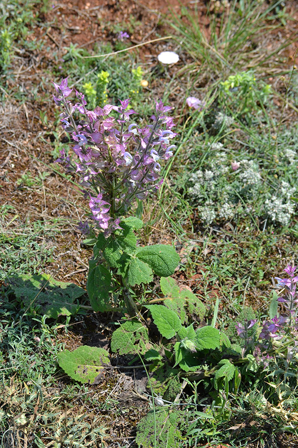 Изображение особи Salvia sclarea.