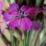 Dianthus borbasii. Цветок, тычинки которого поражены головнёвым грибом. Украина, Черкасская обл., Каневский р-н, РЛП \"Трахтемиров\", песчаная степь на берегу Днепра. 29 июня 2013 г.