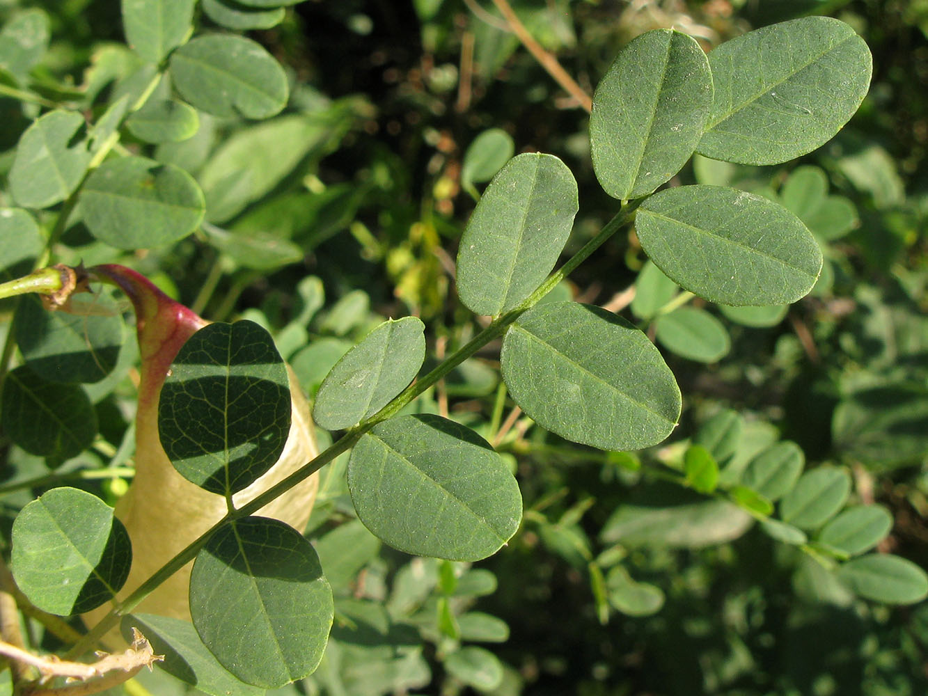 Изображение особи Colutea cilicica.