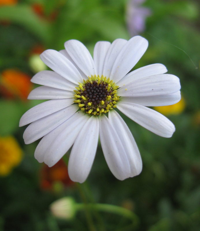 Image of Brachyscome multifida specimen.