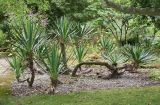 genus Yucca