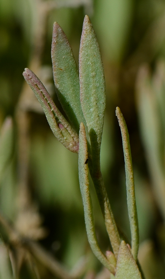 Image of Halimione portulacoides specimen.