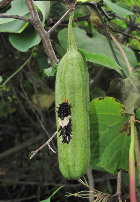 Image of Aristolochia manshuriensis specimen.