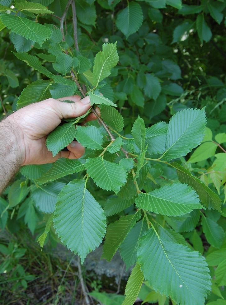 Изображение особи Ulmus laevis.