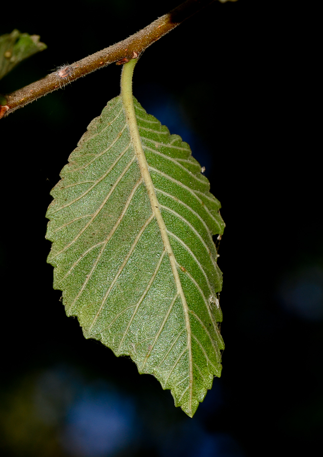 Image of Ulmus parvifolia specimen.