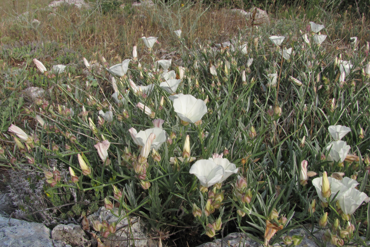 Изображение особи Convolvulus holosericeus.