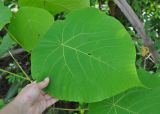 Macaranga grandifolia. Лист. Таиланд, остров Пханган. 24.06.2013.