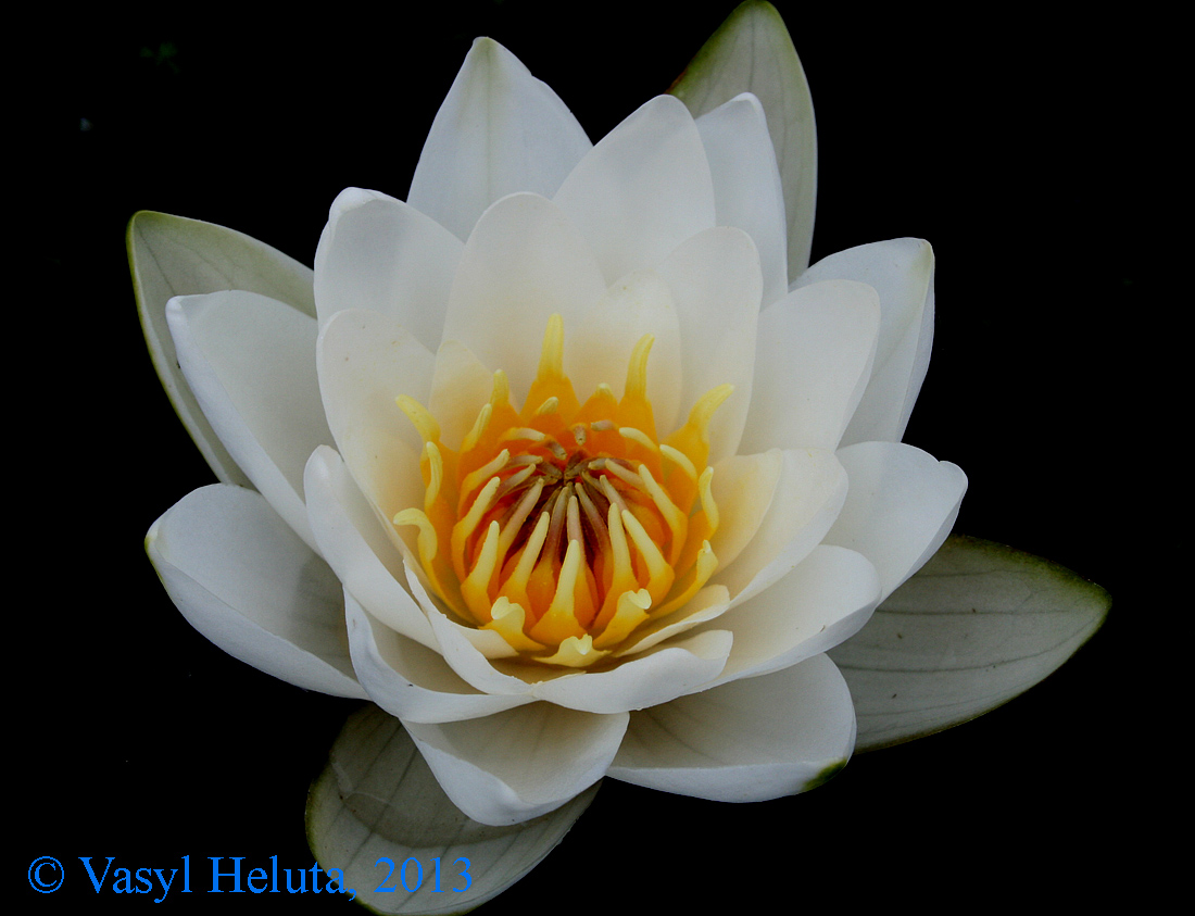 Image of Nymphaea candida specimen.