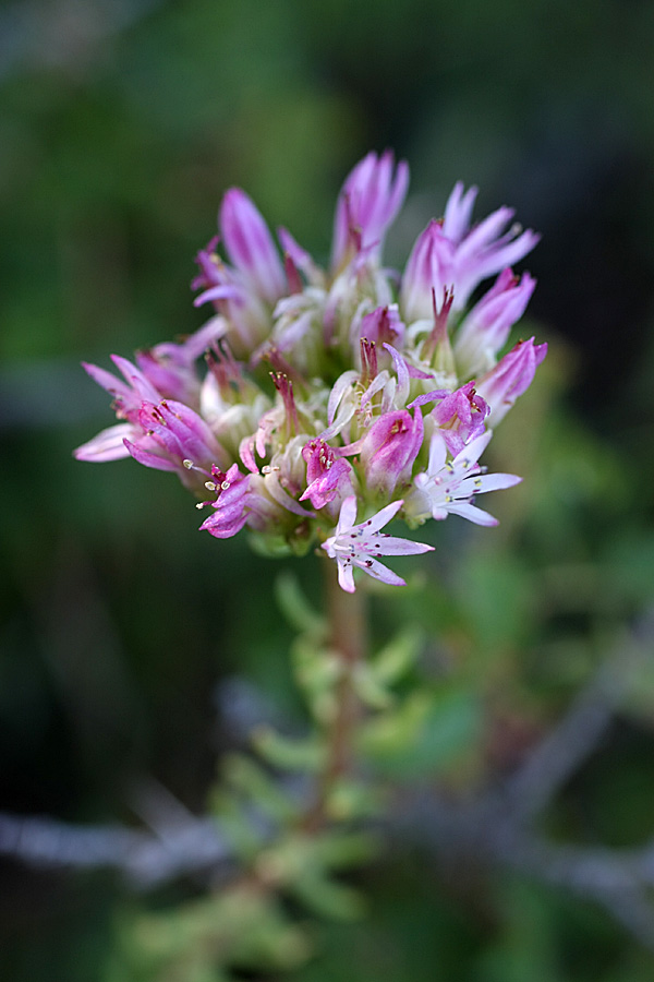 Изображение особи род Pseudosedum.