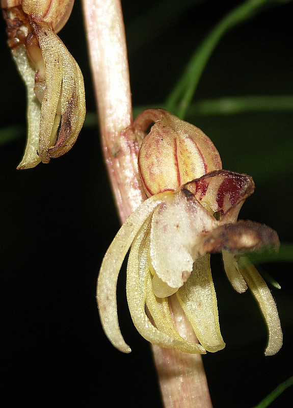 Image of Epipogium aphyllum specimen.