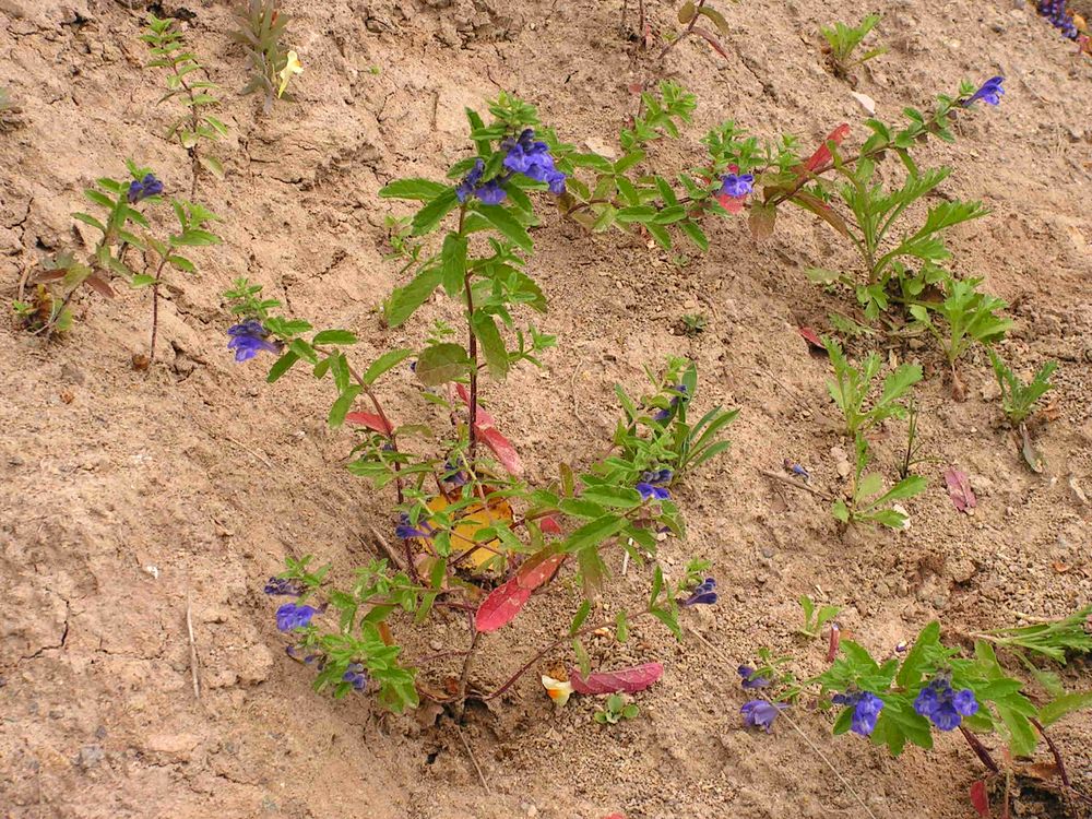 Image of Scutellaria strigillosa specimen.