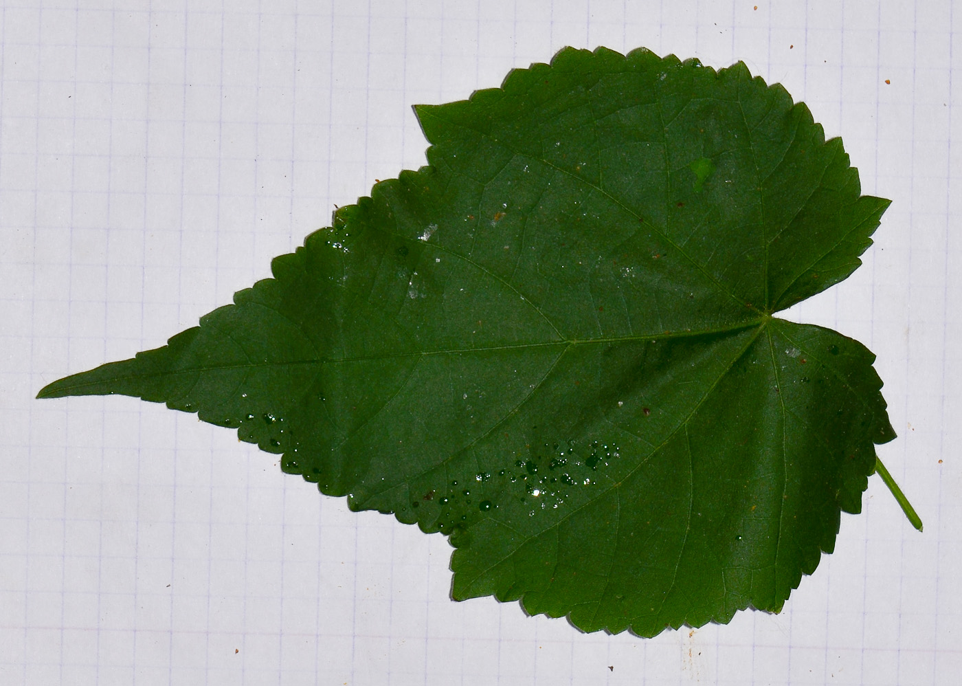 Image of Abutilon &times; hybridum specimen.