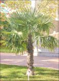 Trachycarpus fortunei. Взрослое растение в культуре. Черноморское побережье Кавказа, Геленджикский р-н, с. Кабардинка, Старый парк. 10 ноября 2013 г.