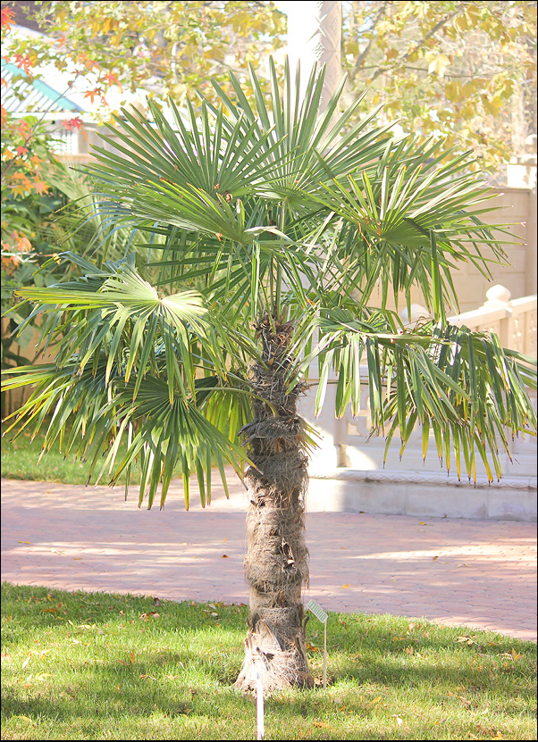 Image of Trachycarpus fortunei specimen.