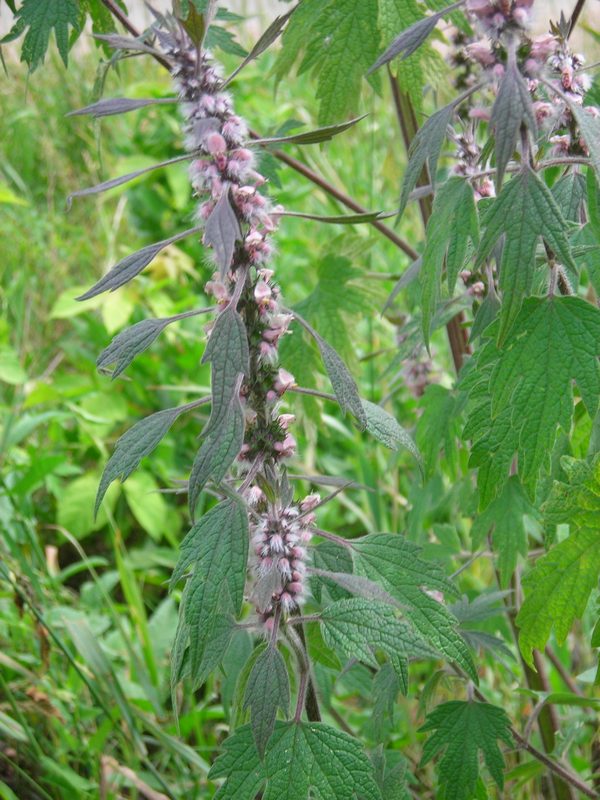 Изображение особи Leonurus quinquelobatus.