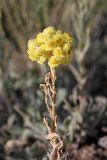 Helichrysum maracandicum. Верхушка цветущего растения. Южный Казахстан, южное обрамление перевала Чокпак. 23.06.2013.