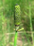 Equisetum ramosissimum