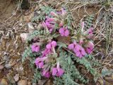 Pedicularis semenowii