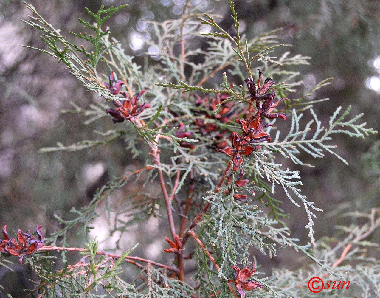 Изображение особи Platycladus orientalis.