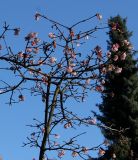 Viburnum × bodnantense. Верхняя часть цветущего растения. Германия, г. Bad Lippspringe, в культуре. 02.02.2014.