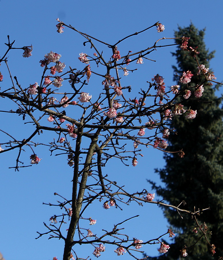 Image of Viburnum &times; bodnantense specimen.