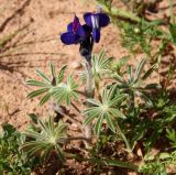 Lupinus pilosus